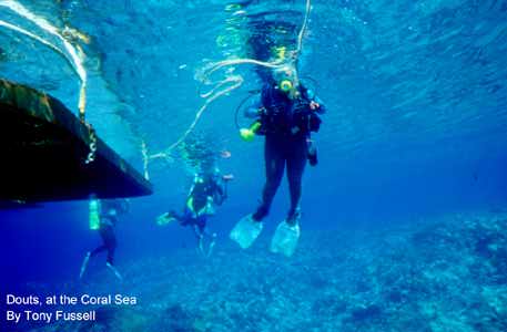 Diving in the Coral Sea
