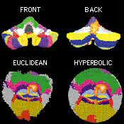 Flat Maps Of The Brain