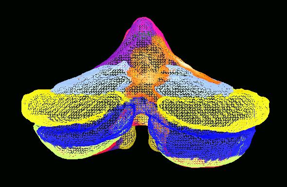 Triangulated Representation of Cerebellum from Back