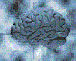 on human brain mapping