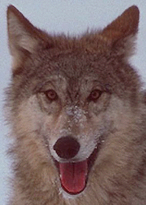 [Wolf Picture]