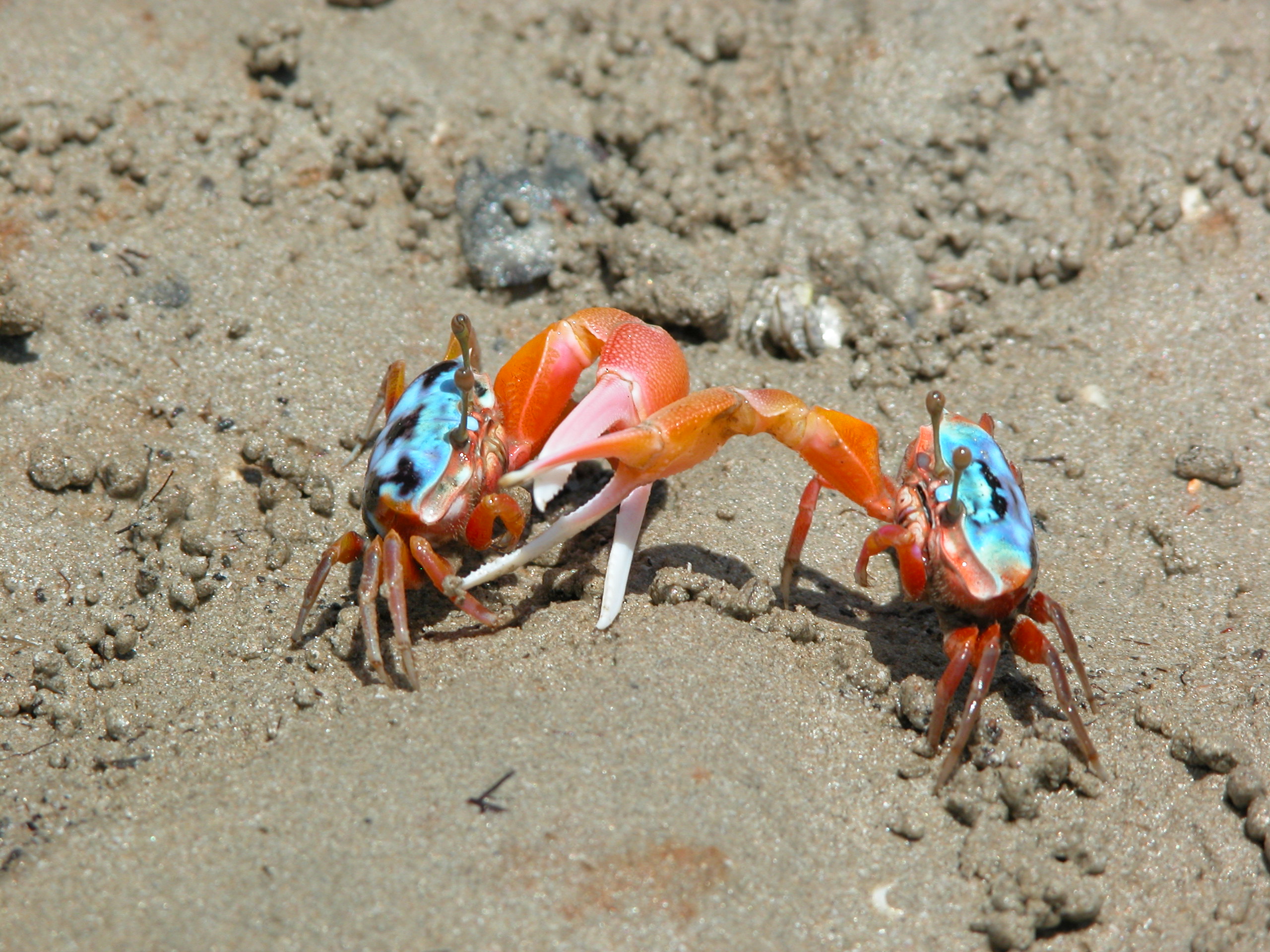 Fiddler crab