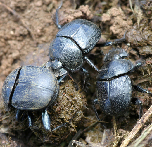 Roller beetle