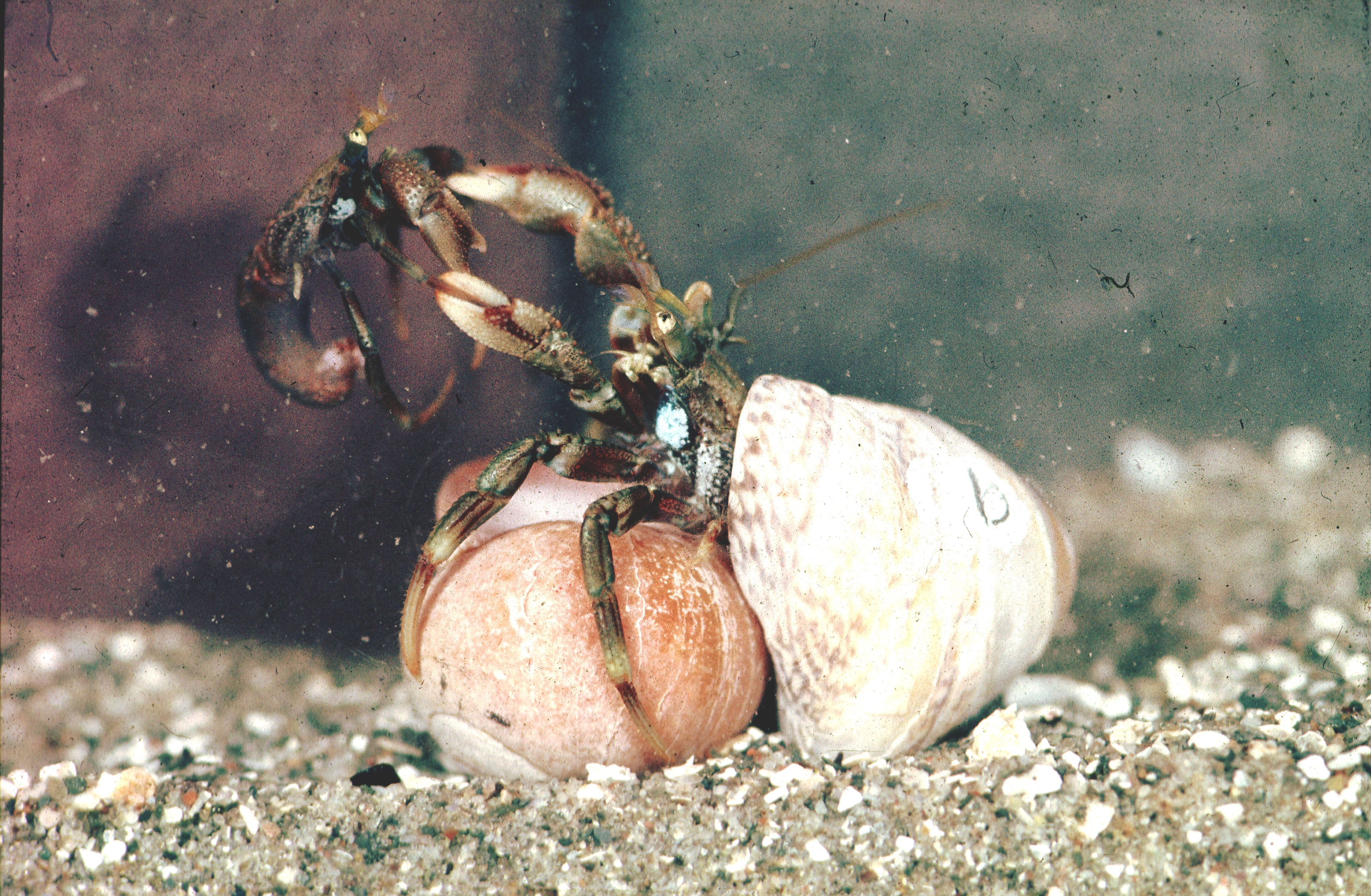 Fiddler crab